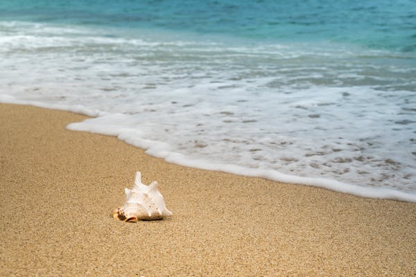 Shankh (Conch Shell) - Natural